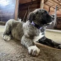 purple, a male Anatolian Shepherd Dog for sale in Magnolia, OH – Photo 2 of 2
