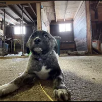 purple, a male Anatolian Shepherd Dog for sale in Magnolia, OH – Photo 1 of 2