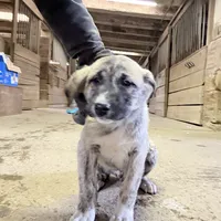 red, a male Anatolian Shepherd Dog for sale in Magnolia, OH – Photo 1 of 2