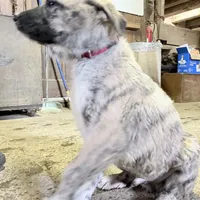 red, a male Anatolian Shepherd Dog for sale in Magnolia, OH – Photo 2 of 2