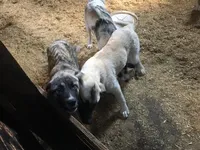 tiger, a male Anatolian Shepherd Dog for sale in Magnolia, OH – Photo 2 of 2