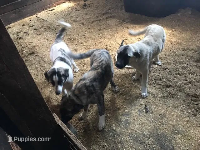 tiger – Anatolian Shepherd Dog puppy for sale in Magnolia, OH