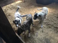 tiger, a male Anatolian Shepherd Dog for sale in Magnolia, OH – Photo 1 of 2