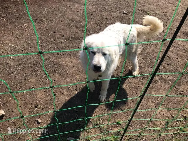 frigg – Great Pyrenees puppy for sale in Magnolia, OH