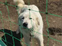 frigg, a female Great Pyrenees for sale in Magnolia, OH – Photo 2 of 2