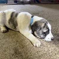 Blue, a male Anatolian Shepherd Dog for sale in Magnolia, OH – 1 of 1