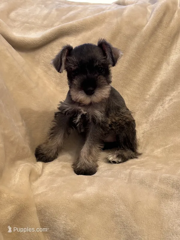 Colette – Miniature Schnauzer puppy for sale in Murrieta, CA