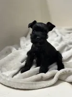 Roast, a male Miniature Schnauzer for sale in Murrieta, CA – 3 of 4