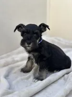 Onyx , a male Miniature Schnauzer for sale in Murrieta, CA – 3 of 3