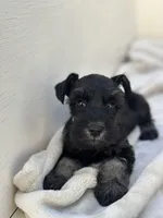 Raven, a male Miniature Schnauzer for sale in Murrieta, CA – 3 of 4