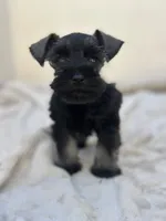 Coal, a male Miniature Schnauzer for sale in Murrieta, CA – 3 of 4