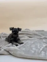 Honey, a female Miniature Schnauzer for sale in Murrieta, CA – 2 of 7