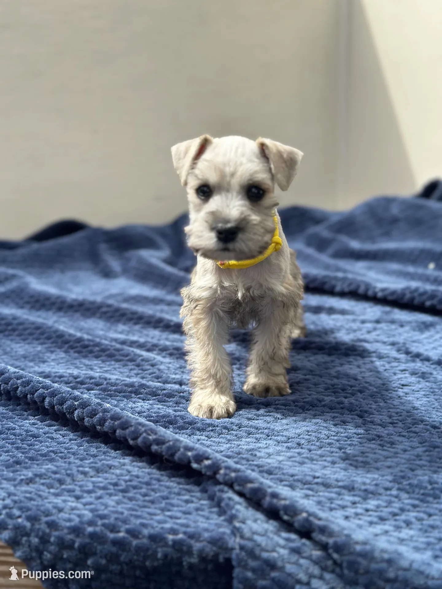 Artemis, a female Miniature Schnauzer for sale in Murrieta, CA – Photo 5 of 5