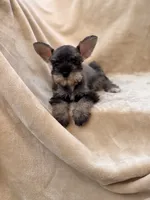 Colette, a female Miniature Schnauzer for sale in Murrieta, CA – 4 of 5
