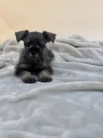Honey, a female Miniature Schnauzer for sale in Murrieta, CA – 4 of 7