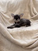 Colette, a female Miniature Schnauzer for sale in Murrieta, CA – 2 of 5