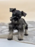 Honey, a female Miniature Schnauzer for sale in Murrieta, CA – 1 of 7