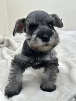Macchiato, a male Miniature Schnauzer for sale in Murrieta, CA – 3 of 5