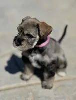 Chai, a female Miniature Schnauzer for sale in Murrieta, CA – 3 of 4