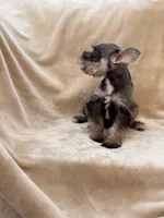 Colette, a female Miniature Schnauzer for sale in Murrieta, CA – 5 of 5