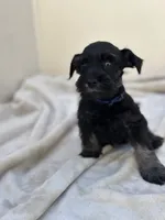 Shadow, a male Miniature Schnauzer for sale in Murrieta, CA – 4 of 4
