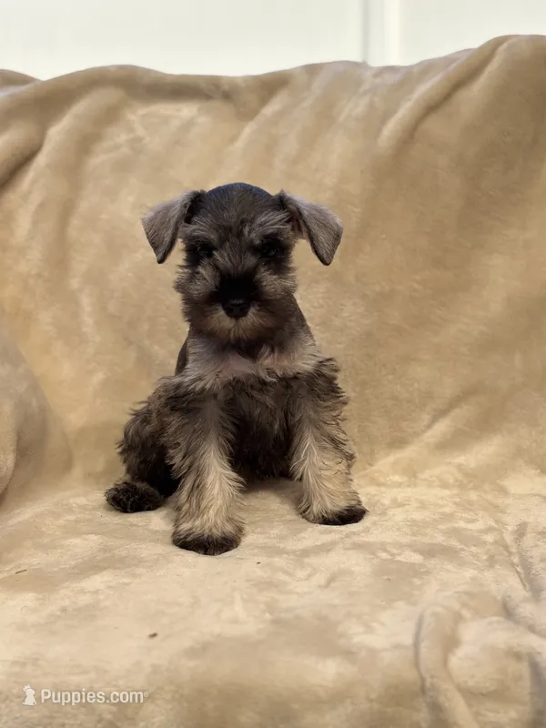 Margot – Miniature Schnauzer puppy for sale in Murrieta, CA