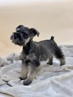 Teddy, a male Miniature Schnauzer for sale in Murrieta, CA – 2 of 6