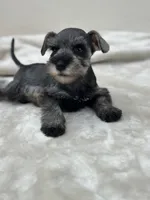 Macchiato, a male Miniature Schnauzer for sale in Murrieta, CA – 2 of 5