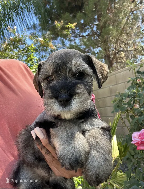 Chai – Miniature Schnauzer puppy for sale in Murrieta, CA