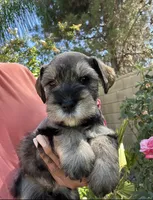Chai, a female Miniature Schnauzer for sale in Murrieta, CA – 1 of 4