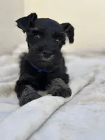 Shadow, a male Miniature Schnauzer for sale in Murrieta, CA – 1 of 4