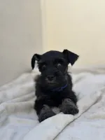 Shadow, a male Miniature Schnauzer for sale in Murrieta, CA – 2 of 4