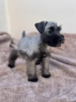 Sebastian , a male Miniature Schnauzer for sale in Murrieta, CA – Photo 2 of 4
