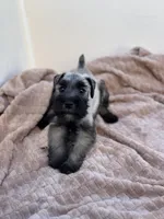 Sebastian , a male Miniature Schnauzer for sale in Murrieta, CA – Photo 4 of 4