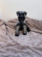 Sebastian , a male Miniature Schnauzer for sale in Murrieta, CA – Photo 3 of 4