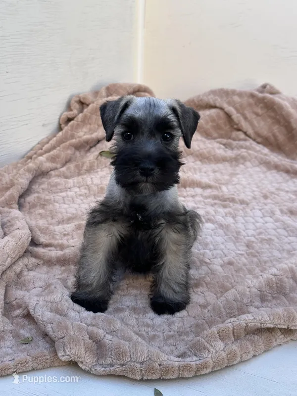 Sebastian  – Miniature Schnauzer puppy for sale in Murrieta, CA