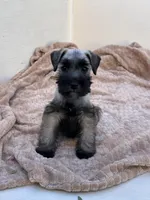 Sebastian , a male Miniature Schnauzer for sale in Murrieta, CA – Photo 1 of 4