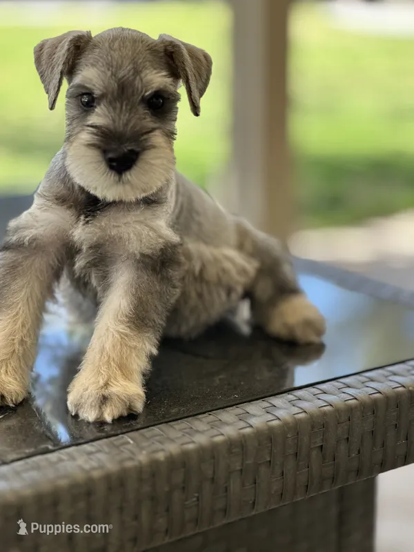 Biscotti  – Miniature Schnauzer puppy for sale in Murrieta, CA