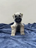 Hermes, a male Miniature Schnauzer for sale in Murrieta, CA – Photo 4 of 5