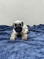 Hermes, a male Miniature Schnauzer for sale in Murrieta, CA – Photo 5 of 5