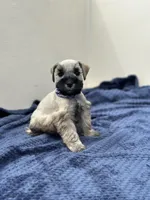 Hermes, a male Miniature Schnauzer for sale in Murrieta, CA – Photo 2 of 5