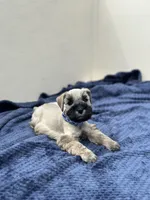 Hermes, a male Miniature Schnauzer for sale in Murrieta, CA – Photo 3 of 5