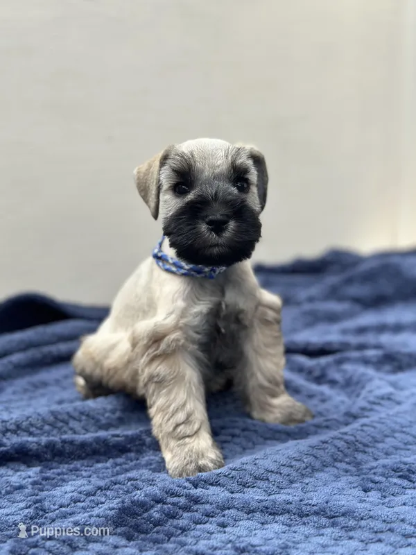 Hermes – Miniature Schnauzer puppy for sale in Murrieta, CA