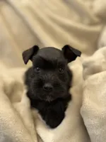 Roast, a male Miniature Schnauzer for sale in Murrieta, CA – 2 of 4