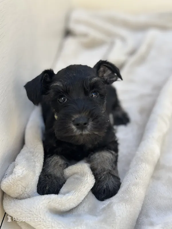 Raven – Miniature Schnauzer puppy for sale in Murrieta, CA