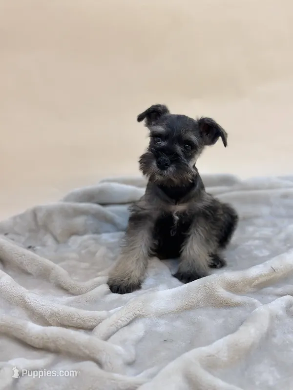 Teddy – Miniature Schnauzer puppy for sale in Murrieta, CA