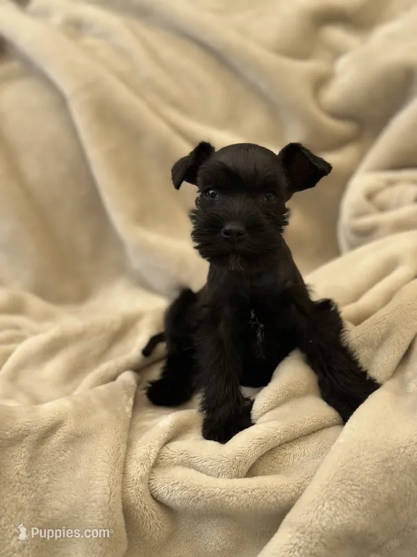 Roast – Miniature Schnauzer puppy for sale in Murrieta, CA