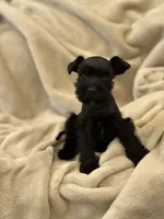 Roast, a male Miniature Schnauzer for sale in Murrieta, CA – 1 of 4