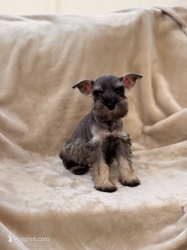 Amélie – Miniature Schnauzer puppy for sale in Murrieta, CA