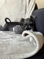 Macchiato, a male Miniature Schnauzer for sale in Murrieta, CA – 5 of 6